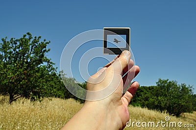 Photo slide flying bird Stock Photo