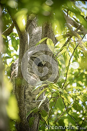 Sloth in nature on the trees in the rain forest tropical. Stock Photo