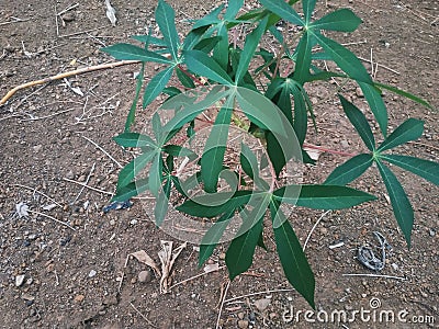 photo of a small cassava tree in the garden Stock Photo