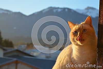 Small yellow kitten licking herself after the photographer showed her food Stock Photo