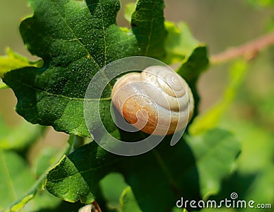 Photo snail on oak leaf Stock Photo