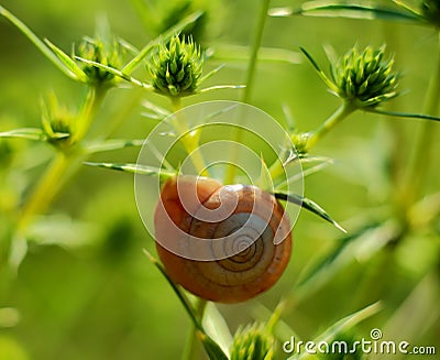 Photo snail on prickly plant Stock Photo