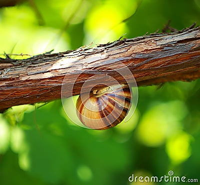 Photo snail on the vine Stock Photo