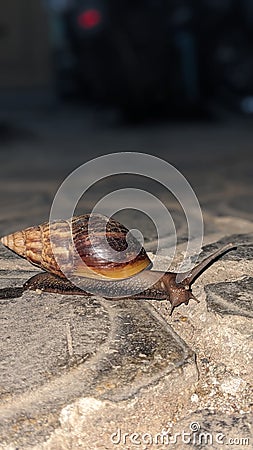 photo of a snail walking at night Stock Photo