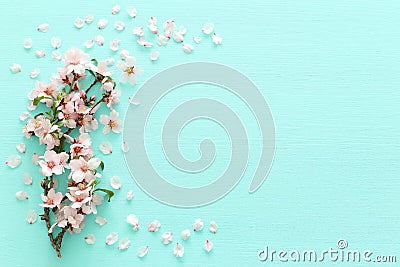 photo of spring white cherry blossom tree on pastel mint wooden background. View from above, flat lay. Stock Photo