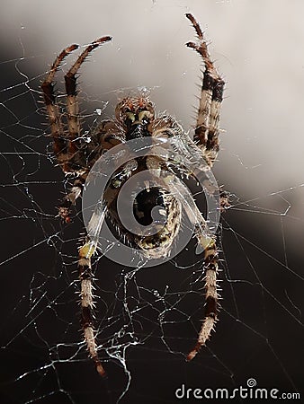 Photo of the stomach side of beautiful garden spider Stock Photo