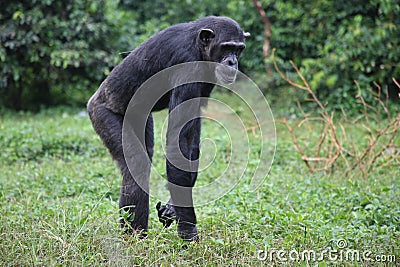 This is a photo of Sunday a chimpanzee at Ngamba Island Uganda searching for food from the grass. Stock Photo