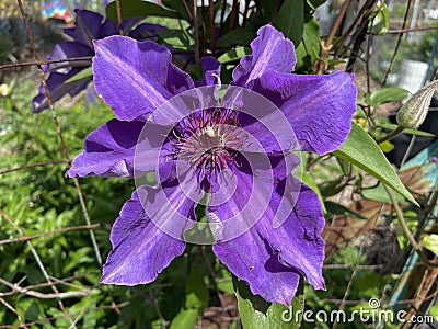 Sunlit Purple Clematis Flower in April in Spring in a Garden Stock Photo