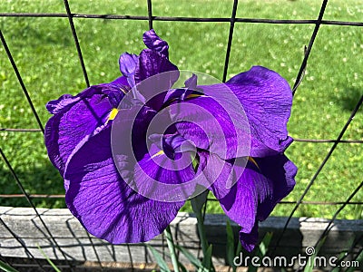 Sunlit Purple Iris Flower Stock Photo
