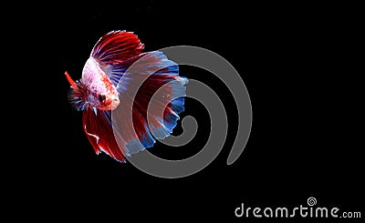 Photo Super Red and White Halfmoon Fancy, Cupang, Betta, siamese fighting fish beyond bubbles, Isolated on Black Stock Photo