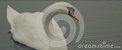 Lake swan white. Stock Photo