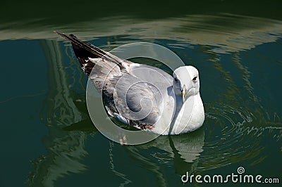 Close-up of a seagull swimming. Stock Photo