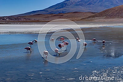 Pink Flamingos Laguna Hedionda Altiplano Bolivia Stock Photo