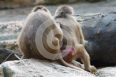 A photo taken on the back view of a pair of Hamadryas Baboons Stock Photo