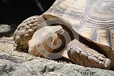 A big Ploughshare Tortoise feeding on some green vegetables Stock Photo