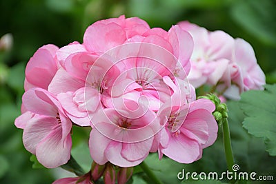 A photo taken on a cluster of Bedding or Horseshoe Geranium Pelargonium Hortorum Zonale flowers Stock Photo