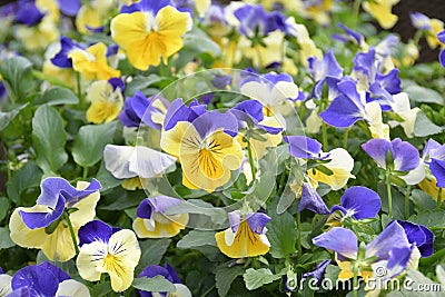 A photo taken on clusters of vividly yellow and purple Horned Garden Pansy flowers Stock Photo