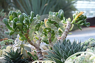 Crassula ovata Druce Crassulaceae Jade plant Stock Photo