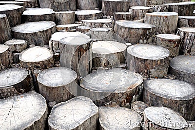 A group of chopped tree trunks gathered to form a repeat pattern Stock Photo