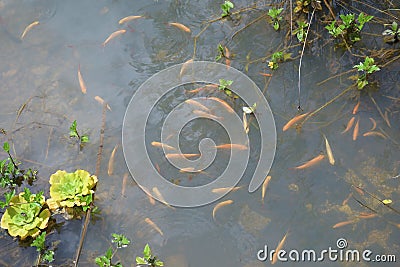 A murky pond filled with small gold colored fishes and some water plants Stock Photo