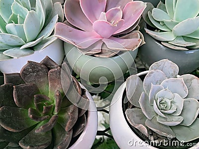 Group of Potted Succulents Stock Photo
