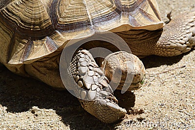 A Ploughshare Tortoise basking under the midday sun Stock Photo