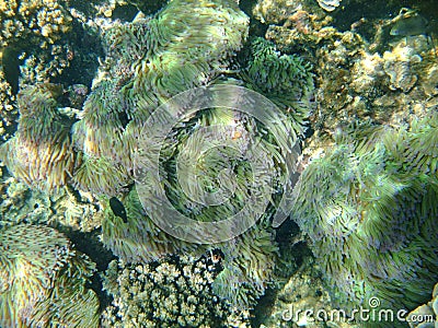 A shallow seabed of coral reefs and ocean plants Stock Photo