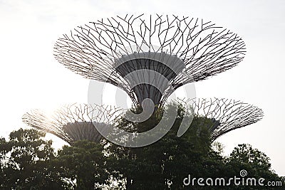 A photo taken on the Supertree structures at Singapore Gardens by the Bay Editorial Stock Photo