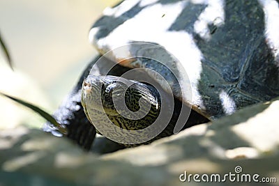 A Terrapin resting basking on some rocks boulders Stock Photo