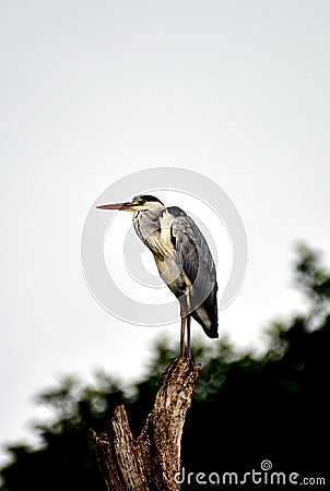 a long bird is waiting in a single tree in green forest thekkady. Stock Photo