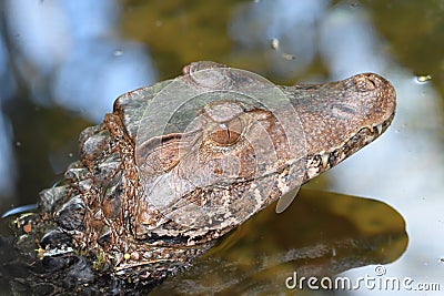 Top down view of a brown crocodile partially submerged in water Stock Photo