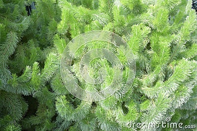 A photo taken on the Woolly Bush clusters with parts of it under the shade Stock Photo
