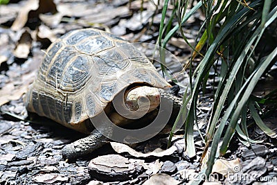 A younger Ploughshare Tortoise basking under the midday sun Stock Photo