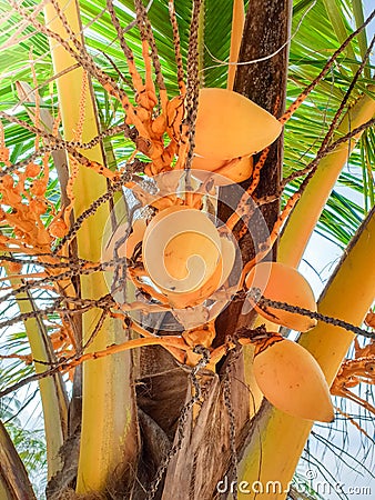 Photo of tasty ripe yellow coconuts growing on hte palm tree Stock Photo