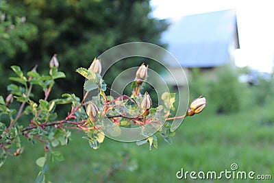 Fresh buds of a street tea rose close-up Stock Photo