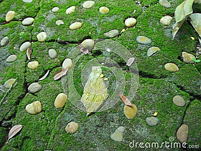 Closeup of Gray Stone Pavement with Green Moss and rock Texture Stock Photo