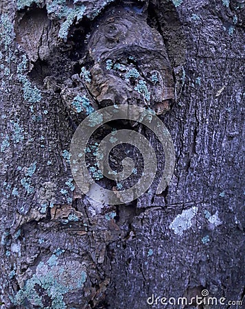 photo of the texture of an old cempedak tree trunk that has started to corrode Stock Photo