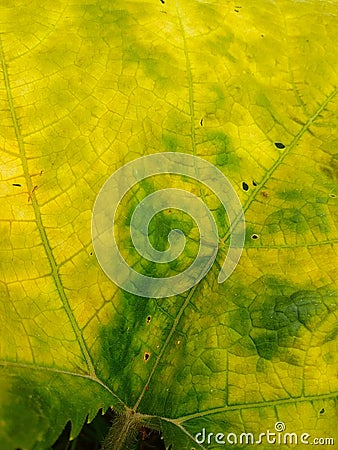 Photo texture of pumpkin leaves that are starting to turn yellow Stock Photo