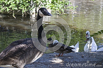 Ducks and swans on the lake Stock Photo