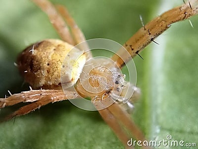 photo of Thomisidae or crab spider yellow Stock Photo