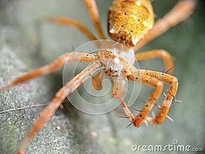 photo of Thomisidae or crab spider yellow Stock Photo