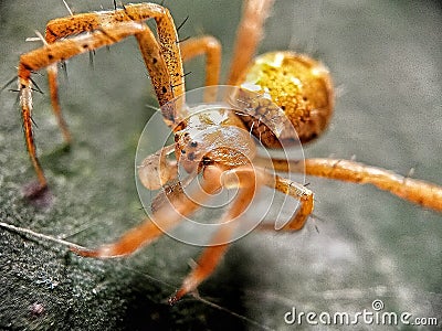 photo of Thomisidae or crab spider yellow Stock Photo