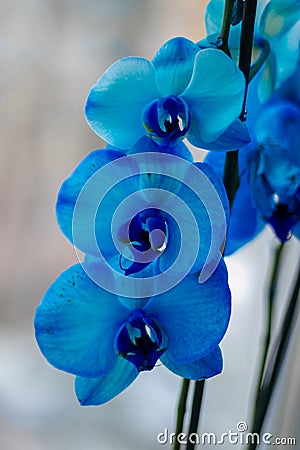 Beautiful flowers... Just like a family. Stock Photo