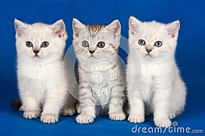 Three fluffy british cat kittens Stock Photo