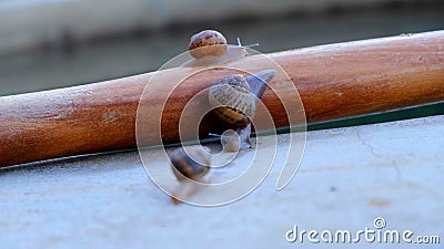 A photo of three snails Stock Photo