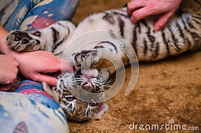 Photo of a tiger cub that fell apart at the feet of a person Stock Photo