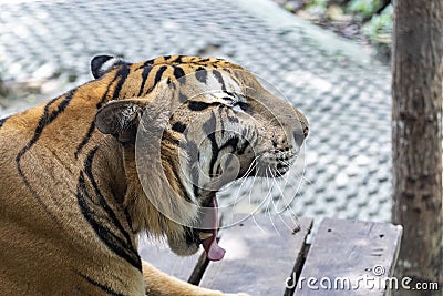 Photo of tiger head facing right while yawning due to sleepiness and boredom. Stock Photo