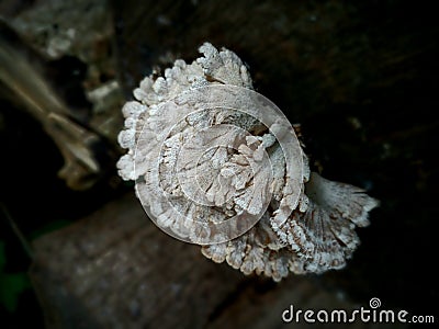 Photo of tiny jagged mushrooms growing on weathered logs Stock Photo