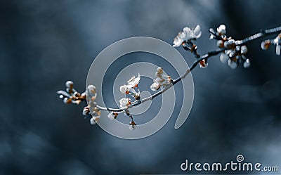 Photo of toned closeup blossoming tree in forest or park. Beautiful nature background Stock Photo