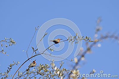 Bee-eater, South Africa Stock Photo